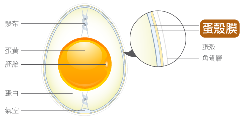 Ovomet®西班牙專利蛋殼膜、含有膠原蛋白 (I、V、X)、彈力蛋白、玻尿酸及多種胺基酸等成分、專利水分離技術、無化學溶劑添加、eggnovo、關節保健原料、軟骨保護保健原料、改善關節疼痛保健原料、關節健康、蛋殼膜素、卵殼膜、關節發炎保健原料、增加關節靈活性保健原料、增加關節彈性保健原料、緩解關節疼痛保健原料、運動保健原料、老年人保健原料